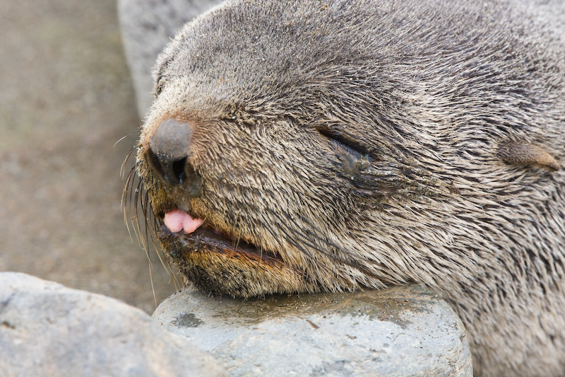 Antarctic Fur Seal